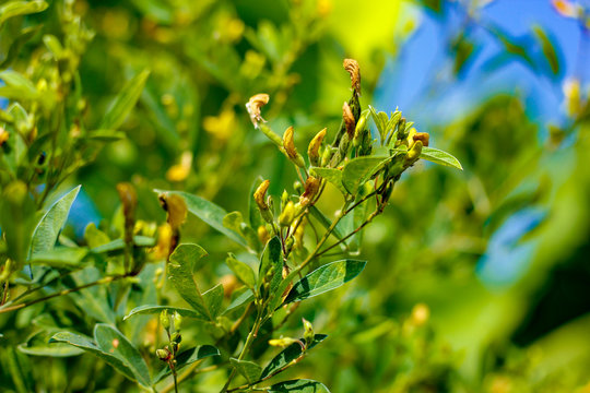 Pigeon pea field