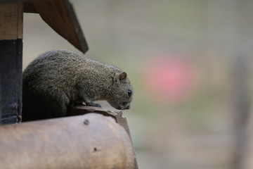 cute squirrel