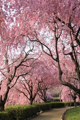 Fototapeta premium Fully bloomed Cherry blossoms at Hitachi Fuudokino-oka, in Japan