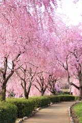 Fully bloomed Cherry blossoms at Hitachi Fuudokino-oka, in Japan