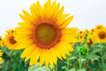 Fototapeta premium Wonderful bright yellow sunflower on the field of blooming sunflowers