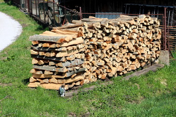Firewood prepared for winter heating in large pile in front of rusted metal fence surrounded with uncut grass and small domestic cat next to paved road on warm sunny day