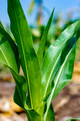 Green Corn Field