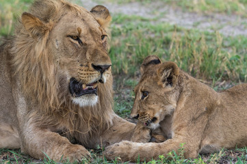 Naklejka na ściany i meble The Savuti Marsh Pride lions roam in the Chobe National Park Botswana.