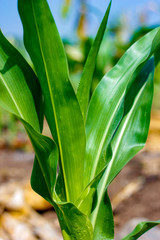 Green Corn Field