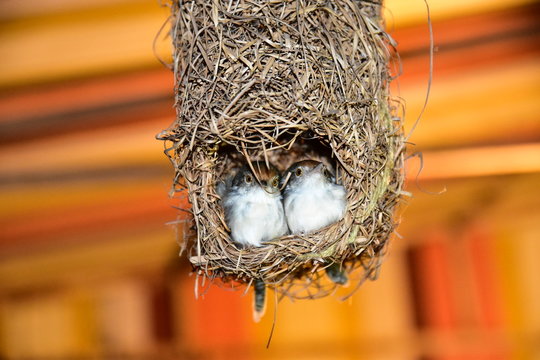 Two wrens in the nest have an orange background.