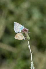 Lycaenidae / Çokgözlü Dafnis / / Polyommatus daphnis