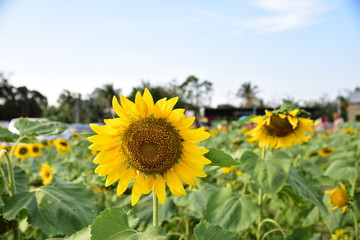 Sunflower fields have a sky background.
