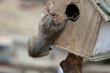cute squirrel