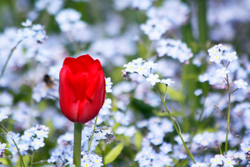 Obraz premium Red tulip and blue forget me not flower in a garden.