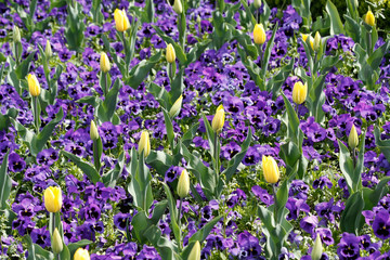 Bright garden of tricolor viola flowers an ywllow tulips in summer time.