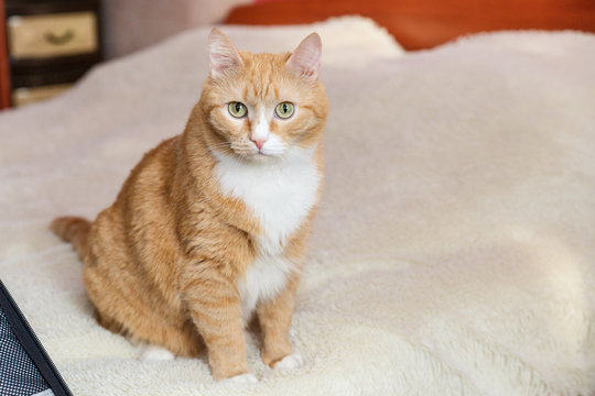 Large portrait of a red cat. Cat looks up.