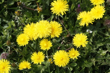 Yellow dandelions blooms on a spring meadow.
