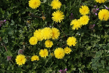 Yellow dandelions blooms on a spring meadow.