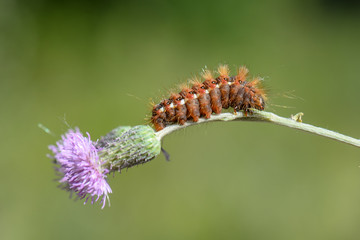 caterpillar