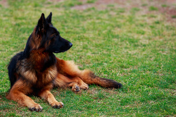 Dog breed German Shepherd