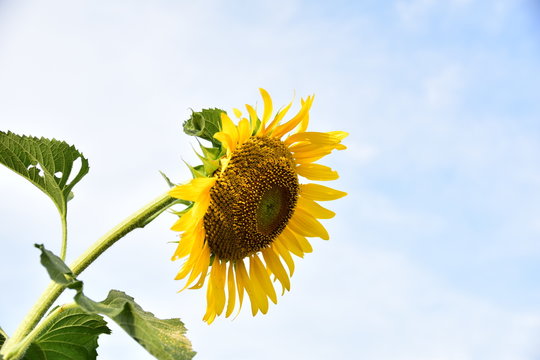 Sunflower has a sky background.