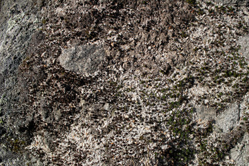 background of dark green moss, stone and sand