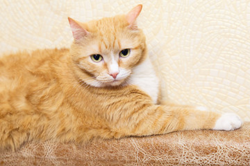 Large portrait of a sad cat. Red cat lying and sad