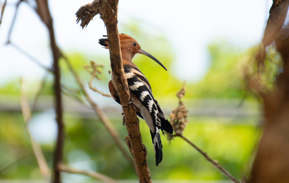 Common Hoopoe Perched on a tree branch