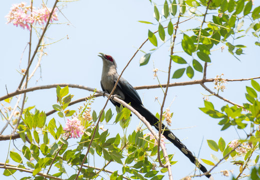 Green-billed Malkoha Perched on a tree branch