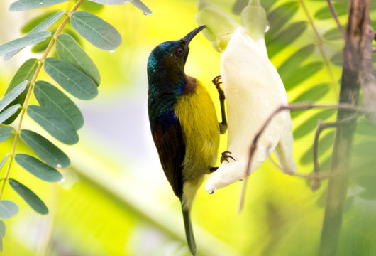 Brown-throated Sunbird is sucking the nectar from the flower