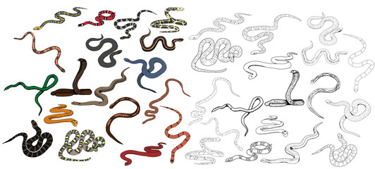 vector, isolated, set of snake crawling, collection of sketches - obrazy, fototapety, plakaty