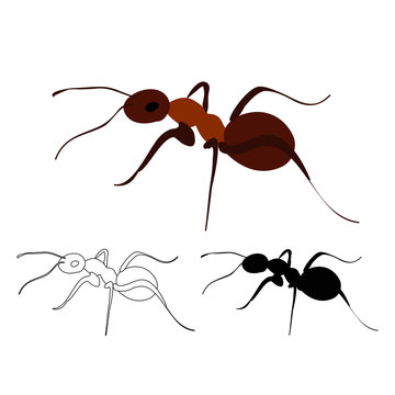  isolated, brown ant