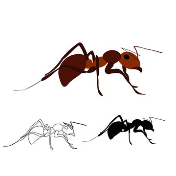 brown ant, silhouette and sketch