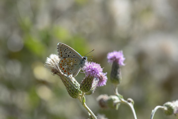 butterfly on flower
