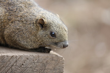 cute squirrel