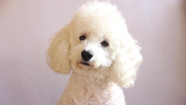 white Poodle. Portrait on a white background
