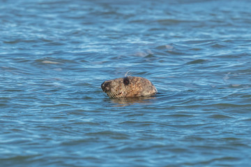 Fototapeta premium robbe