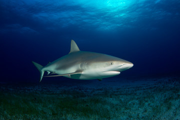 Fototapeta premium Caribbean Reef Shark (Carcharhinus perezi) over Sandy Sea Grass Bottom. Tiger Beach, Bahamas