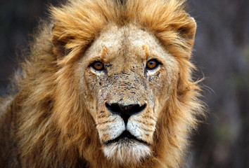 Male Lion Portrait, Looking into the Camera. Balule Nature Reserve, Kruger Park, South Africa