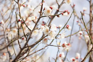 Japanese plum blossoms are in full bloom