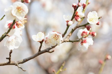 Japanese plum blossoms are in full bloom