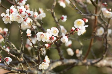 Japanese plum blossoms are in full bloom