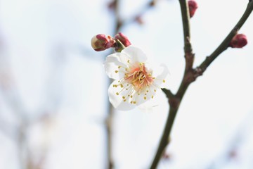 Japanese plum blossoms are in full bloom