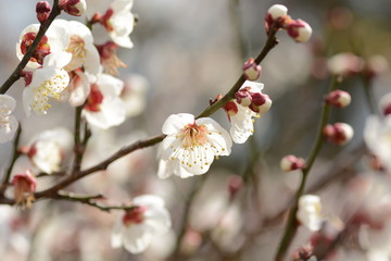 Japanese plum blossoms are in full bloom