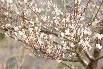 Japanese plum blossoms are in full bloom