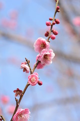 Japanese plum blossoms are in full bloom