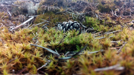 Obraz premium Cone in the forest