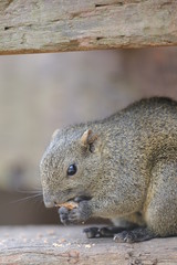 Naklejka na ściany i meble cute squirrel