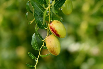 Jujube small deciduous tree with shiny green ovate acute leaves with three conspicuous veins at the base and a finely toothed margin with shiny light green edible fruit growing in local garden on warm