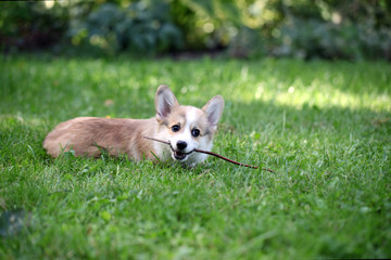 Red dog on grass