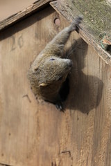 cute squirrel