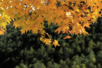yellow maple in autumn
