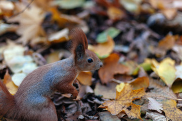 Red Squirrel