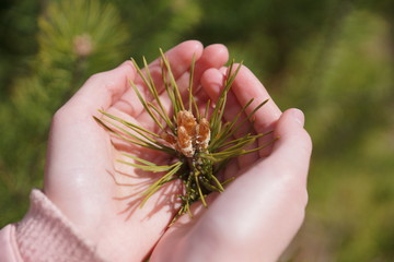 branch of pine  with buds  early spring